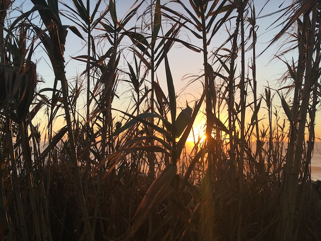 Photo of a sunset in Portugal with bamboo plants in the front