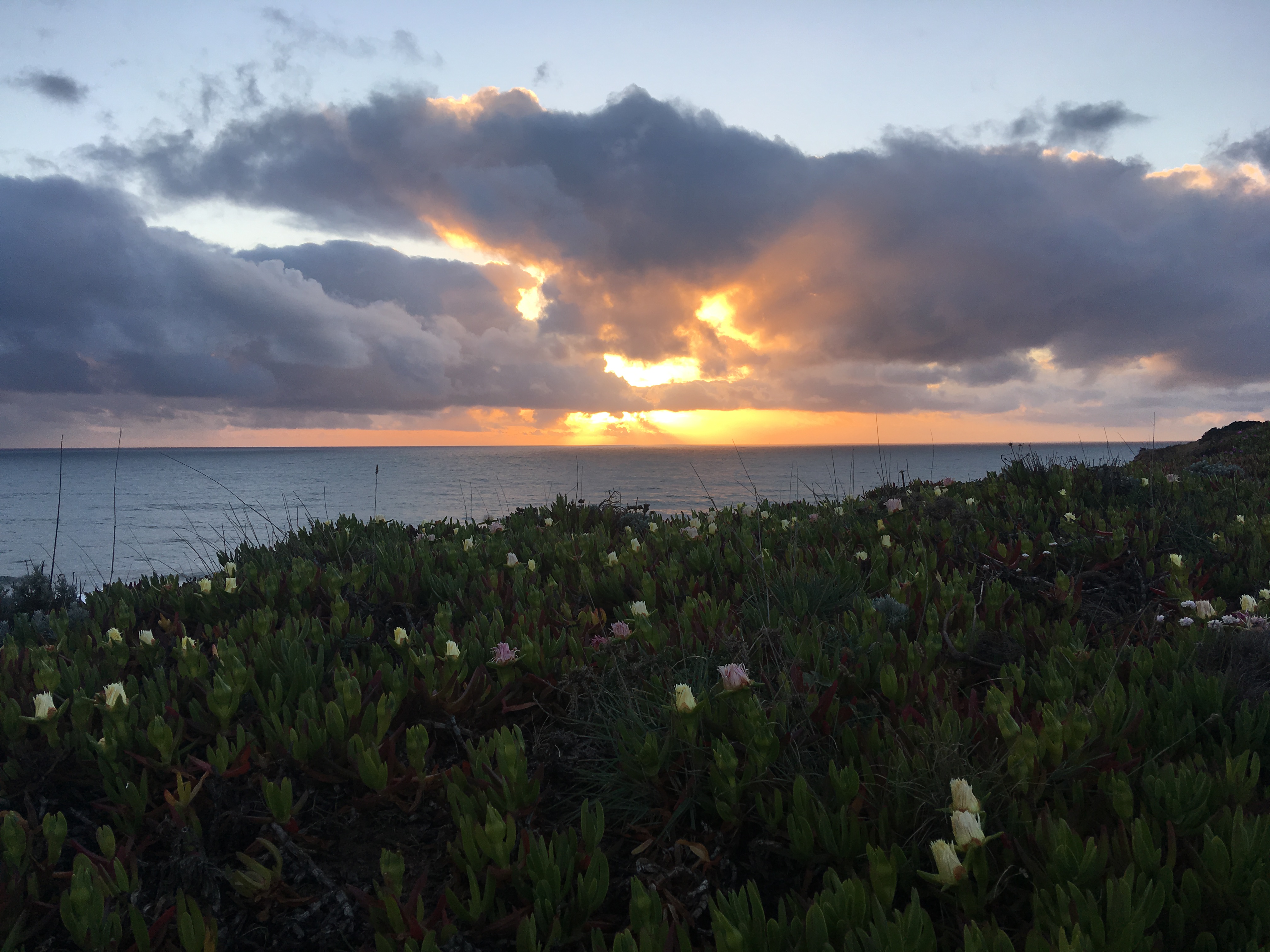 Sunset in Portugal with flowers