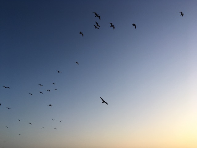 Photo of birds flying in the sky