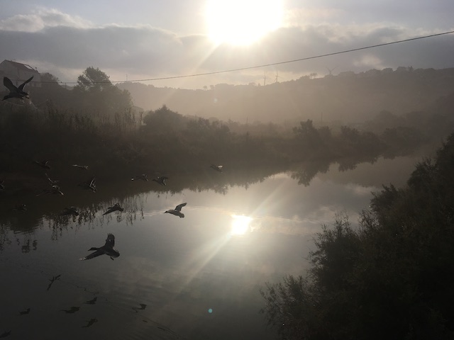 Photo of a river with birds